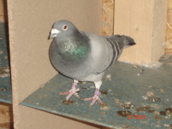 DSC08423 - masculi 2010