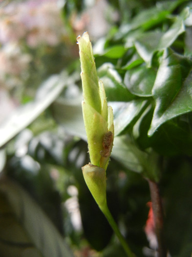 Ctenanthe Grey Star (2012, Nov.16)