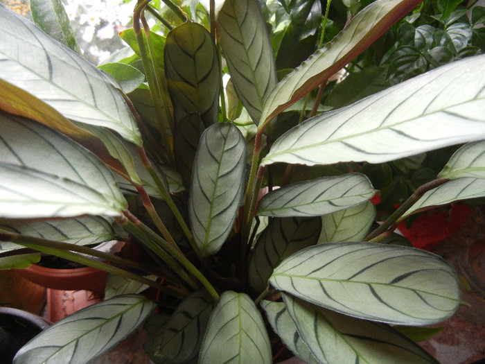 Ctenanthe Grey Star (2012, Nov.16)