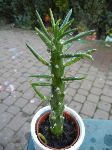 Austrocylindropuntia (2012, Nov.04) - Austrocylindropuntia subulata