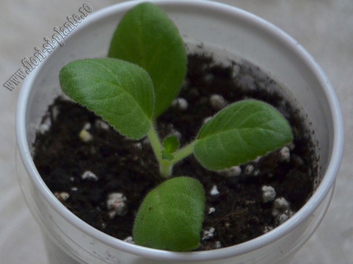 Sinningia my hibrid_1 - GLOXINIA_SINNINGIA - Hibrizii mei -My hybrids