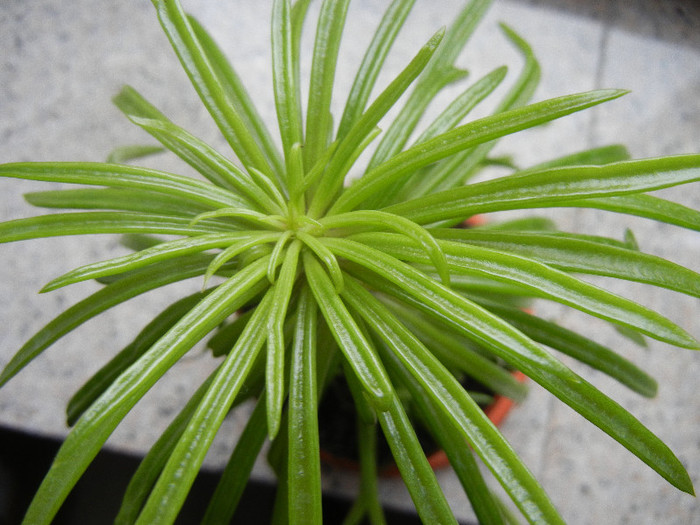 Senecio Himalaya (2012, Nov.21)