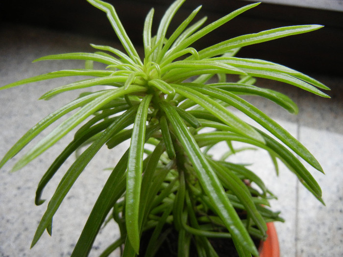 Senecio Himalaya (2012, Nov.21) - Senecio Himalaya