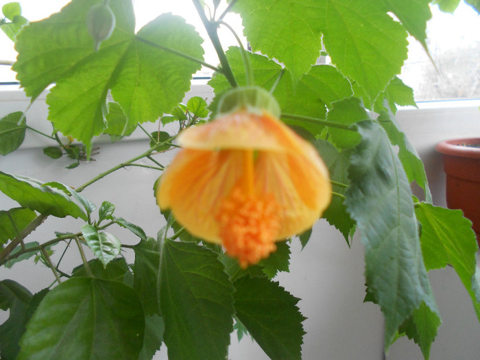 DSCN2395 - 2012-Abutilon