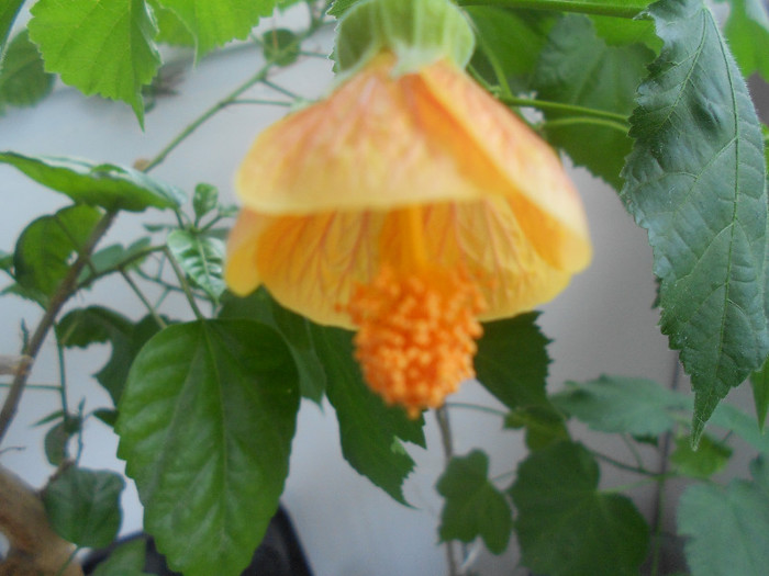 DSCN2396 - 2012-Abutilon