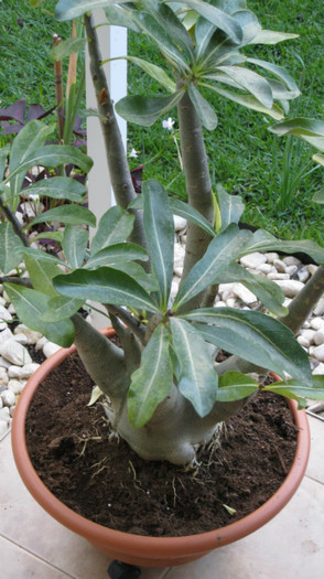 IMG_0694; Adenium bonsai
