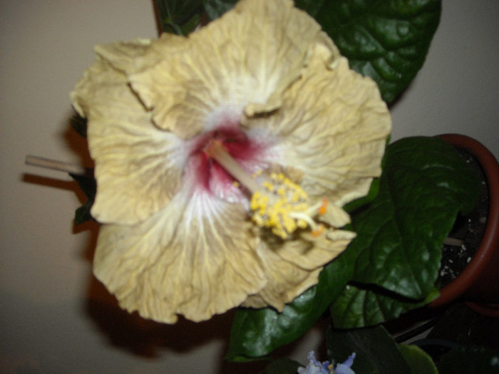 Hibiscus Space Kake