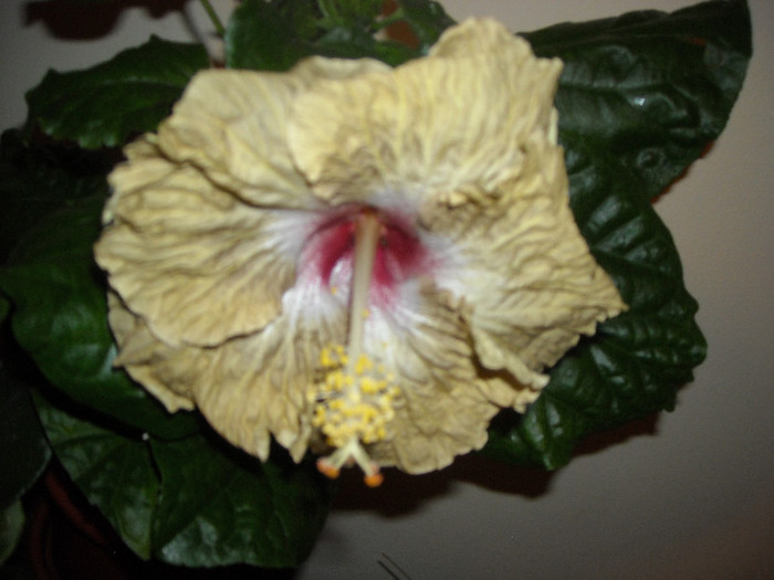 Hibiscus Space Kake - Hibiscus 2012-3