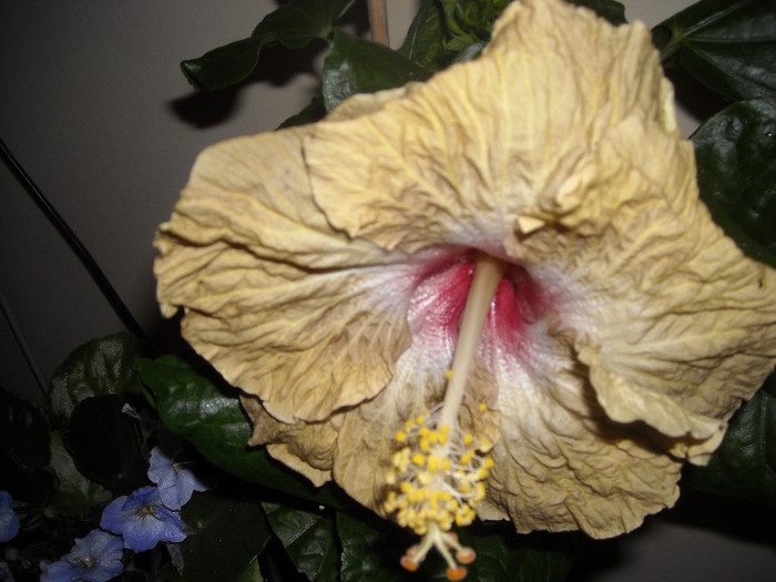 Hibiscus Space Kake - Hibiscus 2012-3