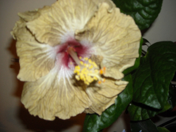 Hibiscus Space Kake - Hibiscus 2012-3