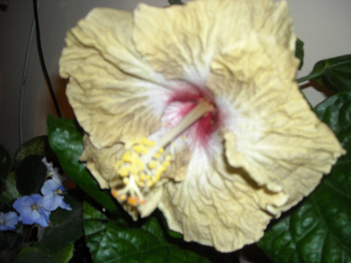 Hibiscus Space Kake