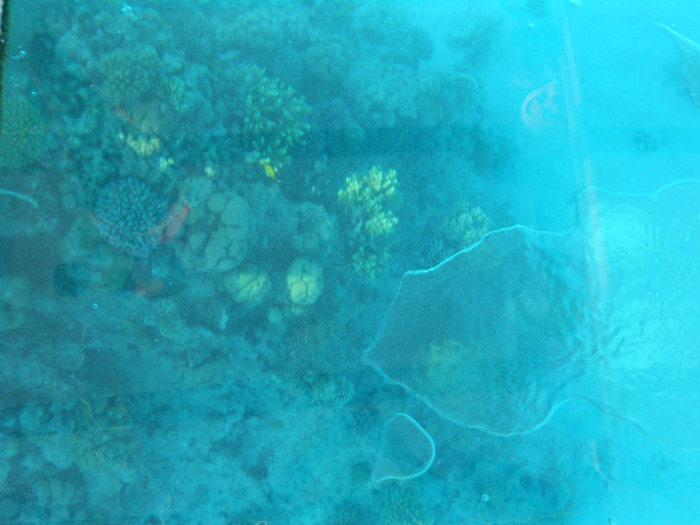 corali pe fundul màri