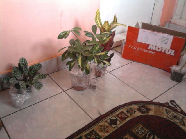 noile achizitii - flori cumparate de la dianadia