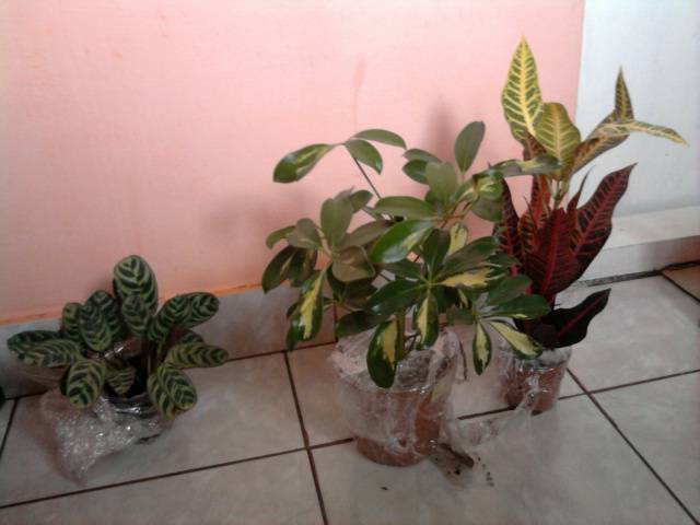 calathea,schefflera si croton