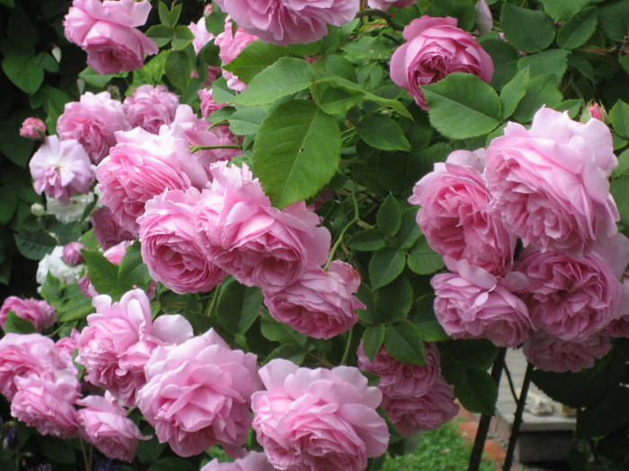 Louise Odier; Bred by Jacques-Julien, Jules Margottin Père &amp; Fils (France, 1851).
Bourbon.  
Deep pink.  Strong fragrance.  28 to 56 petals.  Average diameter 3&quot;.  Large, very full (41+ petals), cluster-
