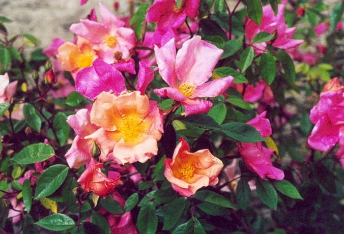 Mutabilis; Bred by Unknown origin (before 1894).
Introduced in Switzerland by 
