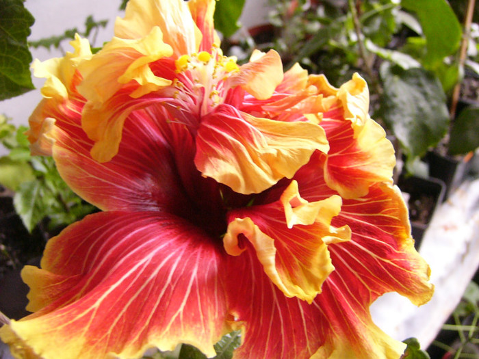 Tahitian Spotted Sun - Hibiscus