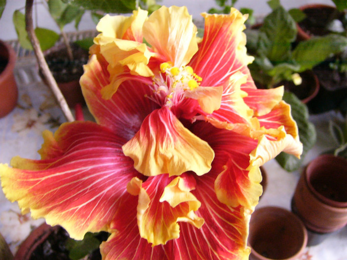 Tahitian Spotted Sun - Hibiscus