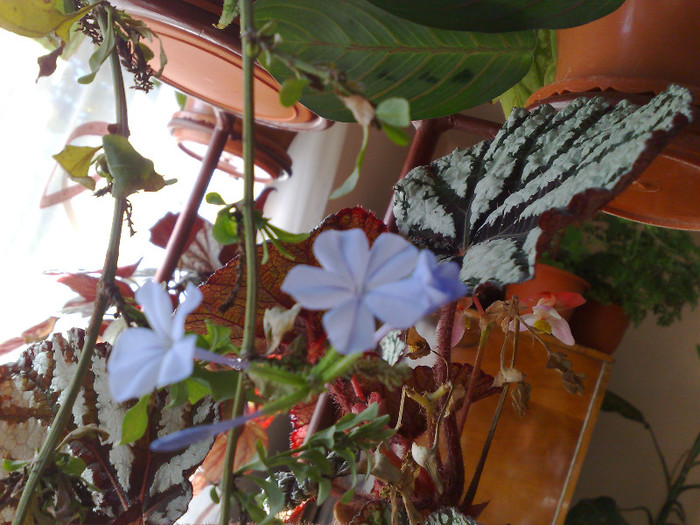 plumbago albastru - f octombrie