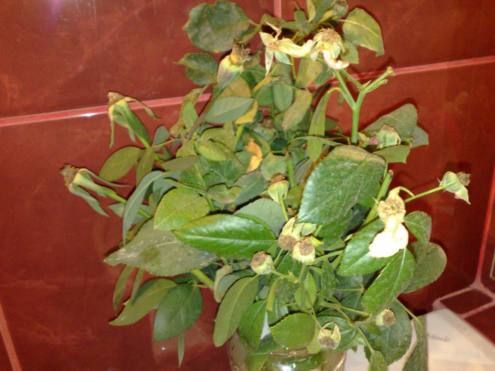 butasi trandafiri Taisia