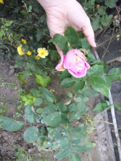 SDC10808 - A venit toamna