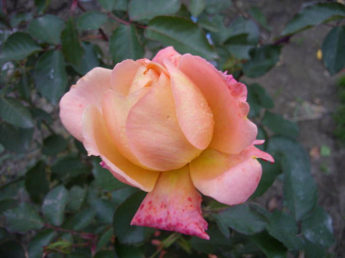 Portocaliu foarte parfumat