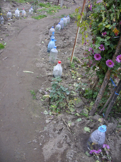 Plantatia de sticle :)