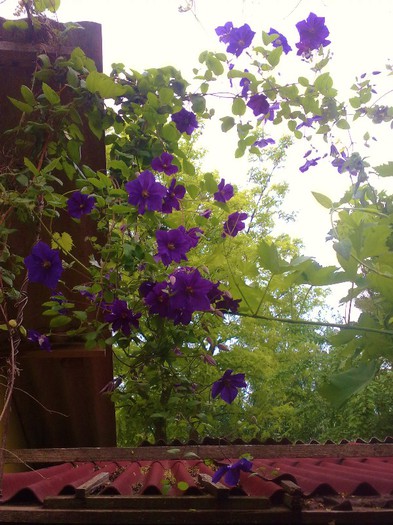 26052012 - Clematis