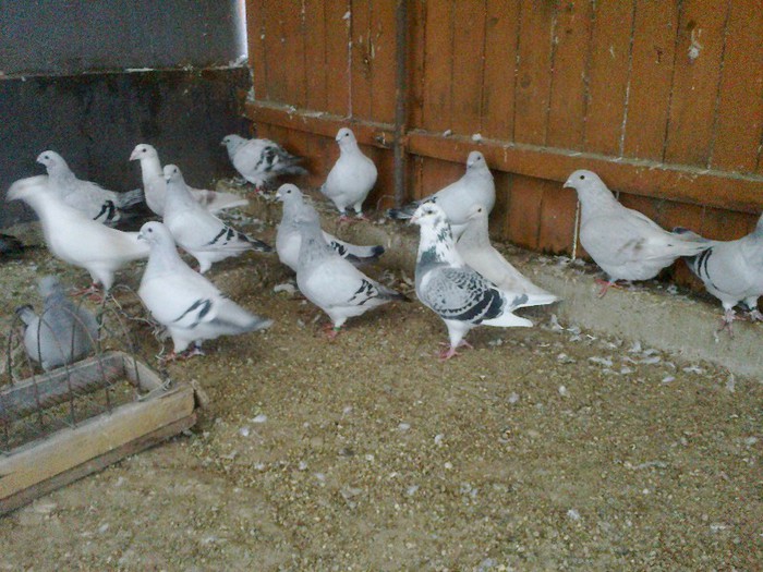 281020122679 - porumbei standard 2012