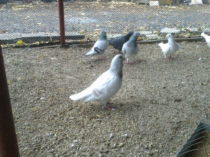 281020122683 - porumbei standard 2012