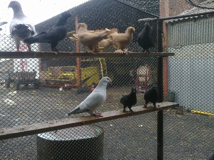 281020122688 - porumbei standard 2012