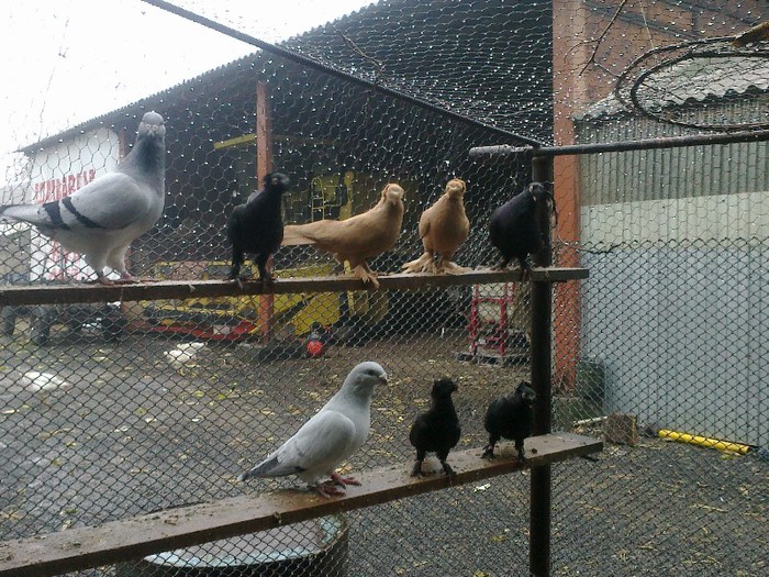 281020122689 - porumbei standard 2012