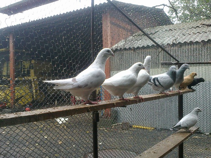 281020122691 - porumbei standard 2012