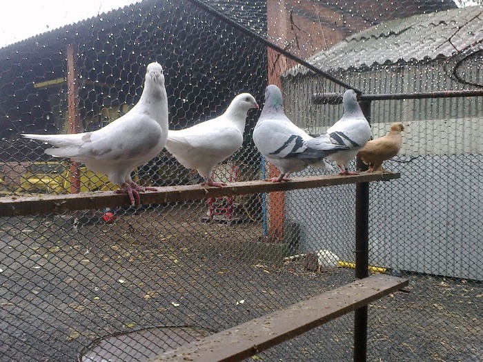 281020122693 - porumbei standard 2012