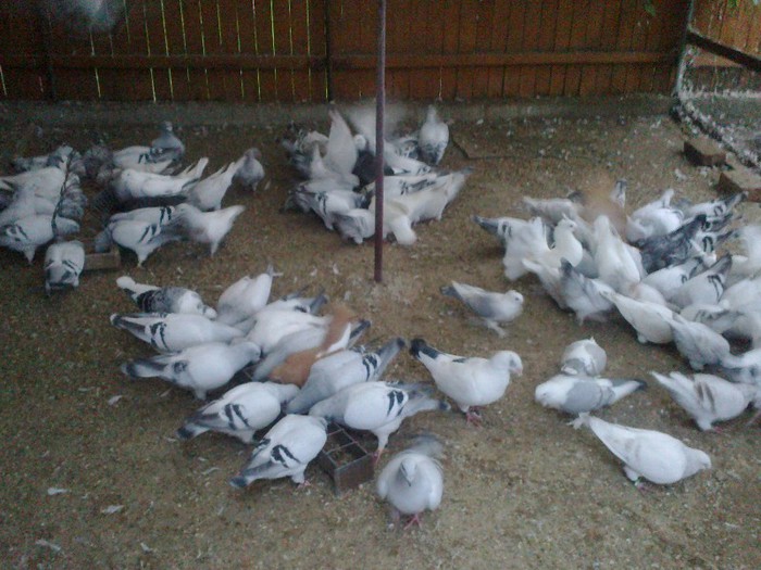 281020122694 - porumbei standard 2012