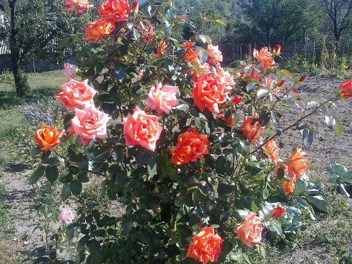 091020122627 - florile mele 2012