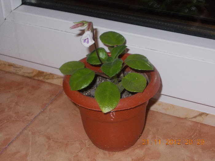 DSCN4870_391 - Florile mele