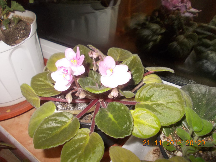 DSCN4874_395 - Florile mele