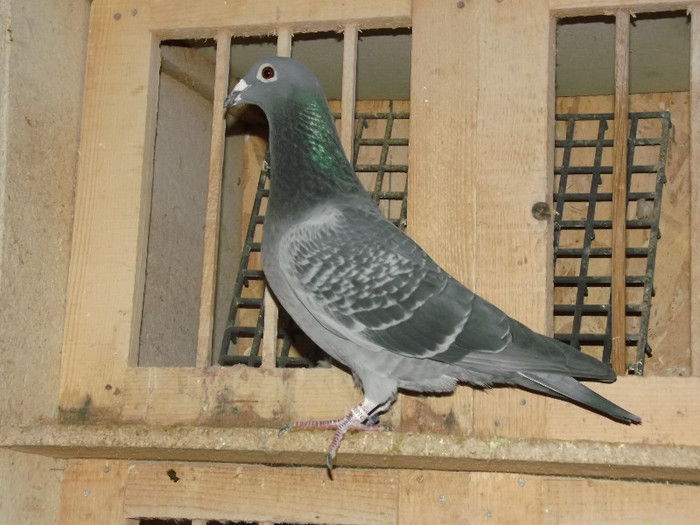 Loc 1 Fond y club Muscel 2012; Super zburator,in 2 etape de fond avea 15 pct
