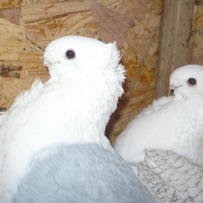 satineti - BLUETI-SATINETI 2012