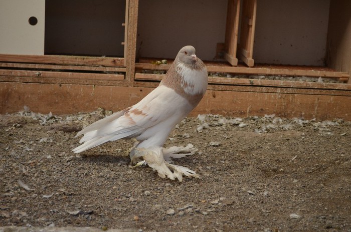 DSC_1246 - Gusati pomeranieni 2012