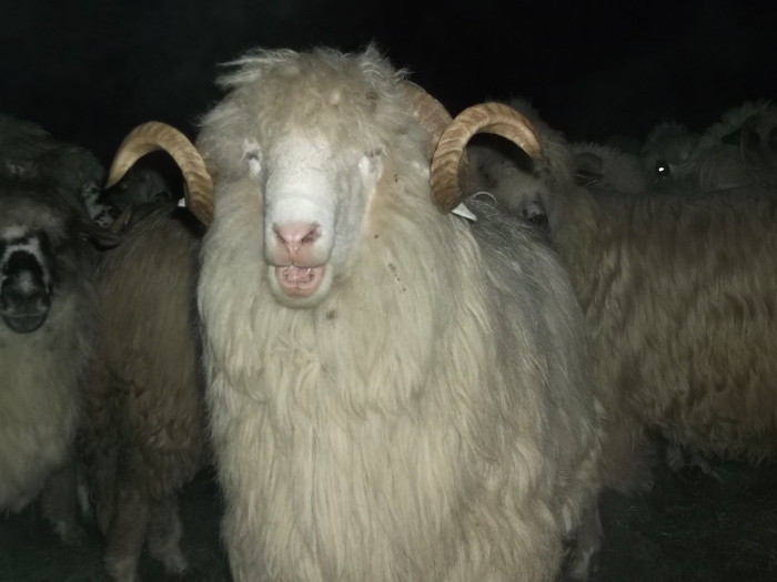 Picture 663 - 17 toamna oilor turcane 2012