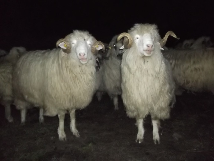 Picture 664 - 17 toamna oilor turcane 2012