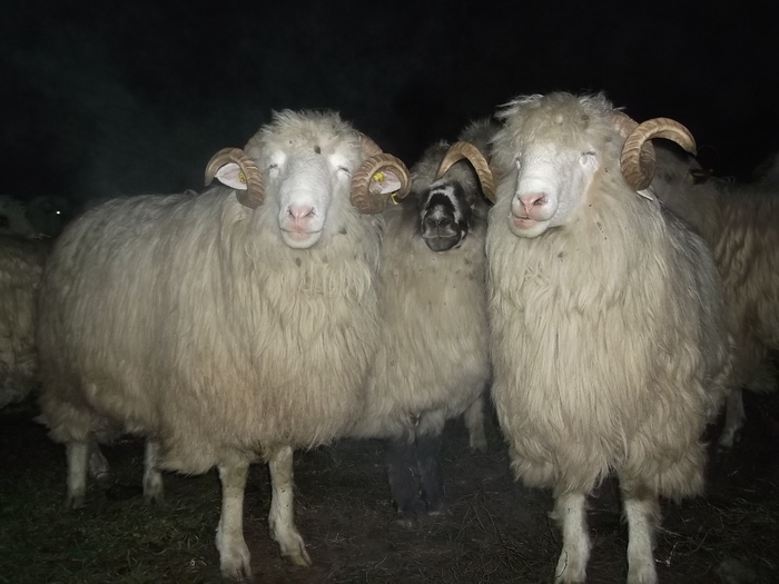 Picture 665 - 17 toamna oilor turcane 2012