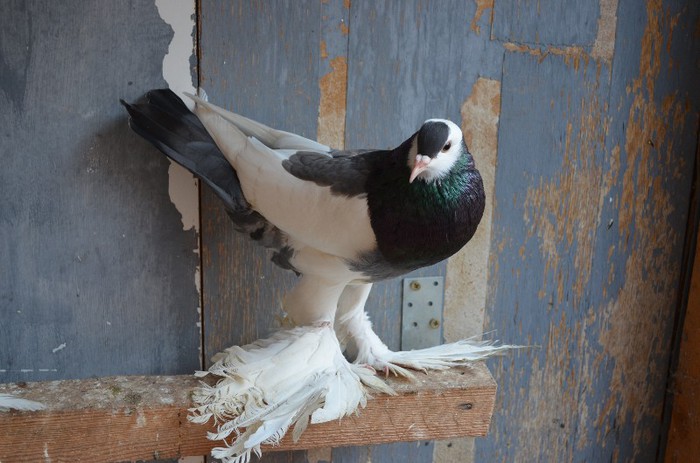 pui gusat ceh 2012 - vandut