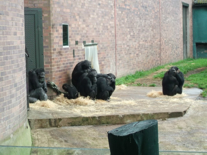 zoo 049 - Chester_Zoo_Anglia