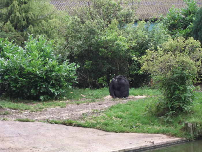 zoo 050 - Chester_Zoo_Anglia