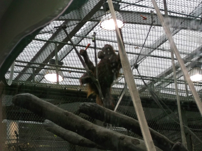 zoo 052 - Chester_Zoo_Anglia