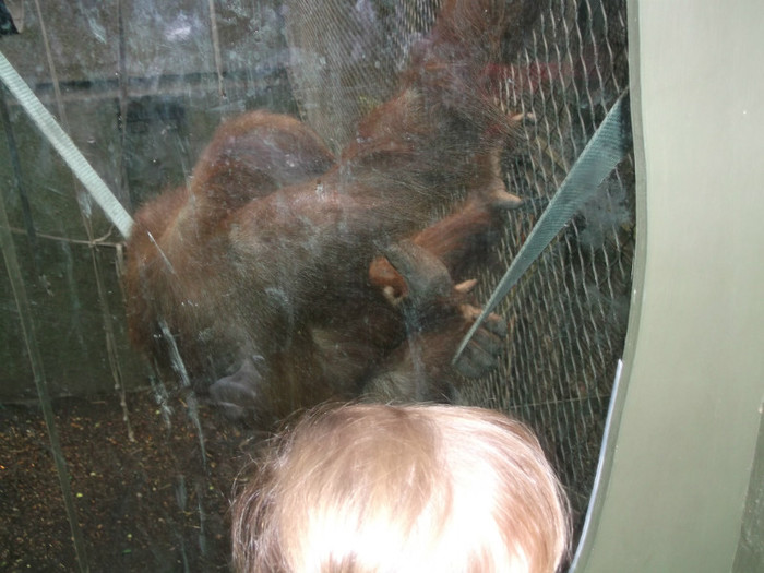 zoo 053 - Chester_Zoo_Anglia