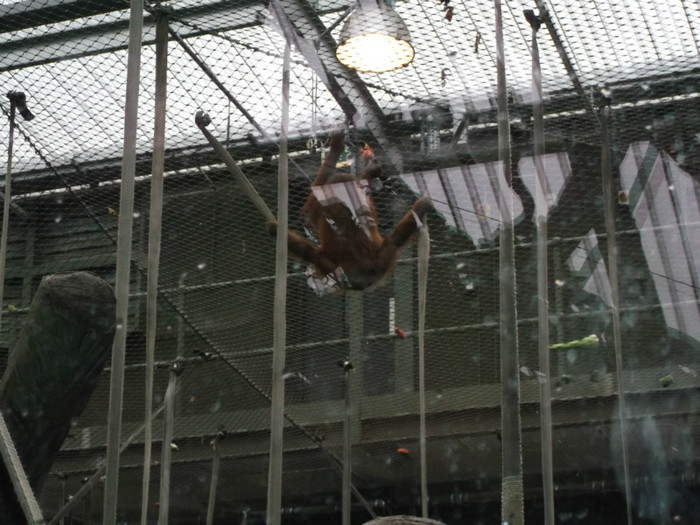 zoo 054 - Chester_Zoo_Anglia